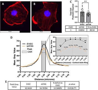 Loss of filamentous actin, tight junction protein expression, and paracellular barrier integrity in frataxin-deficient human brain microvascular endothelial cells—implications for blood-brain barrier physiology in Friedreich’s ataxia